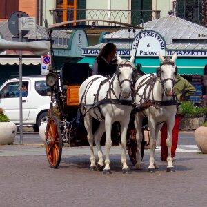 Italy coachman horses