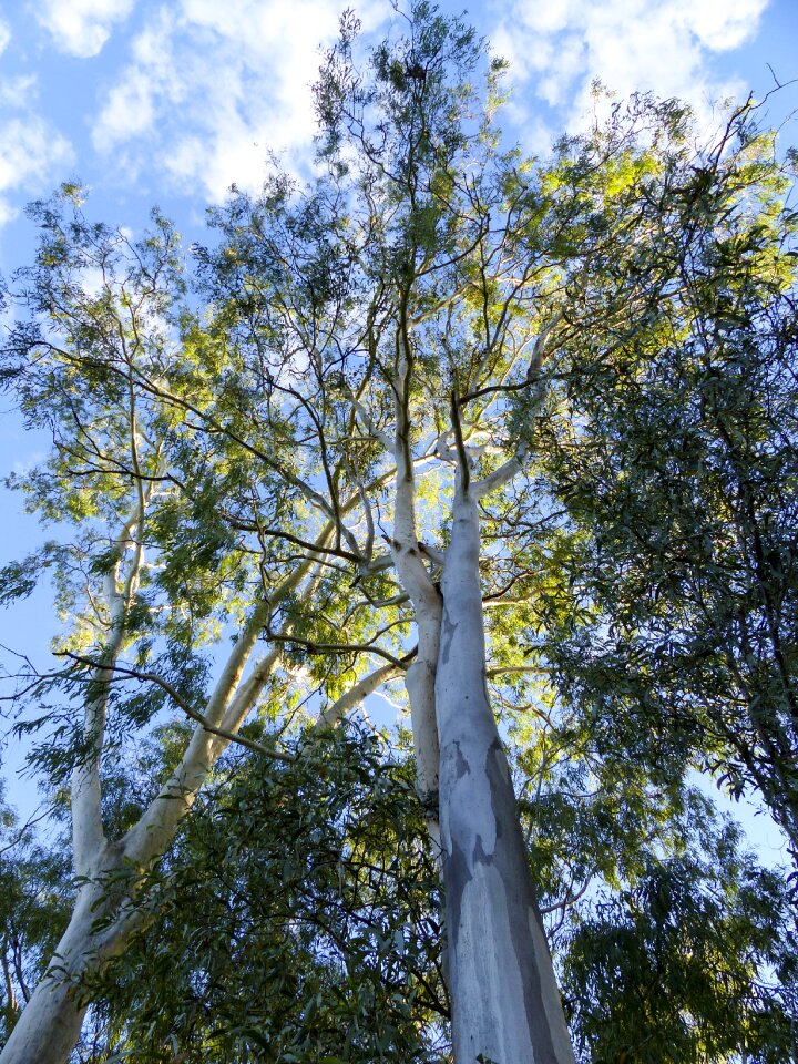 Australia forest outdoors