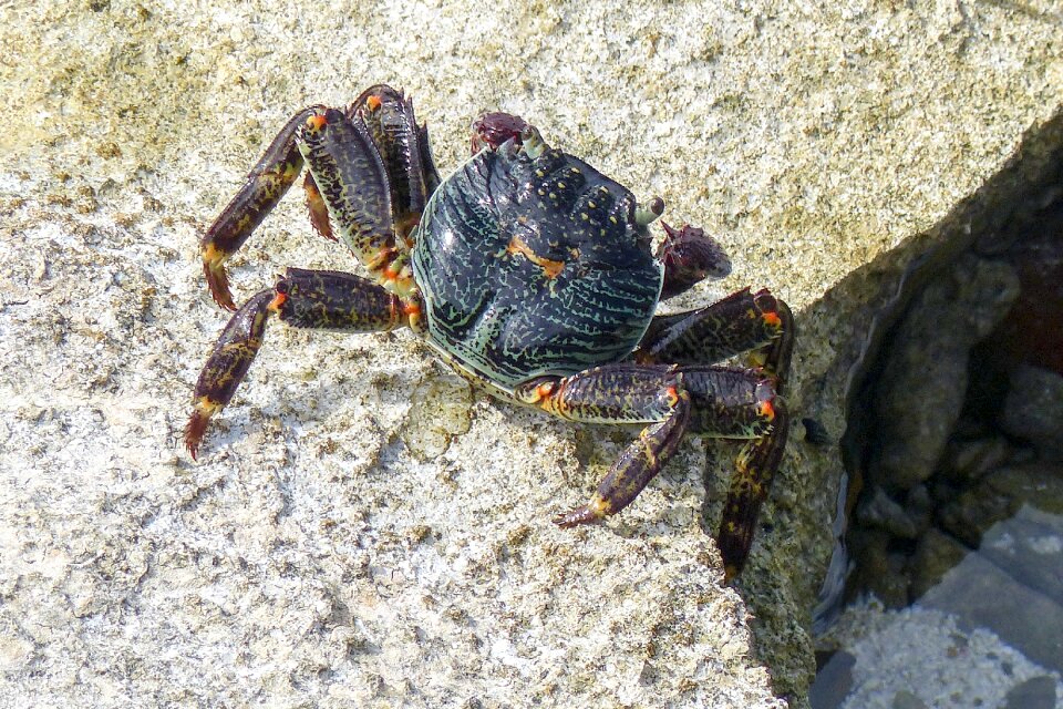 Sea animal marine