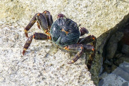 Sea animal marine photo