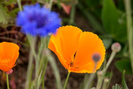 Eschscholzia californica kaliforniamohn sleepy
