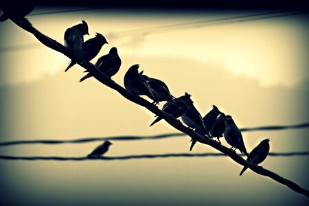 Row flock nature photo