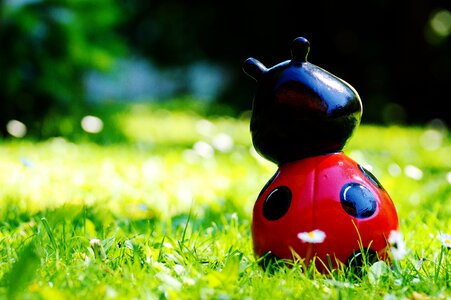 Lucky ladybug color sweet