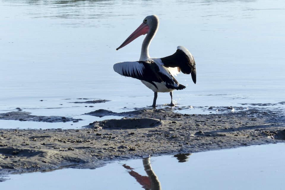 Animal wild pelecanus