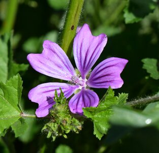 Bloom macro purple photo