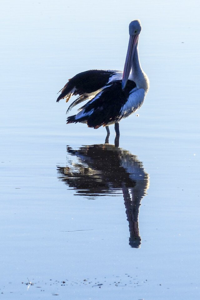 Animal wild pelecanus
