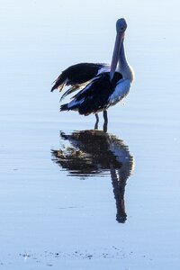 Animal wild pelecanus