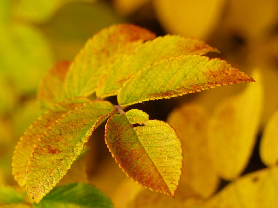 Foliage nature season