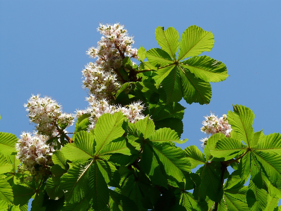 Inflorescence tree leaves