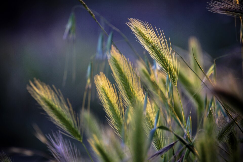 Protisvetlo green plant