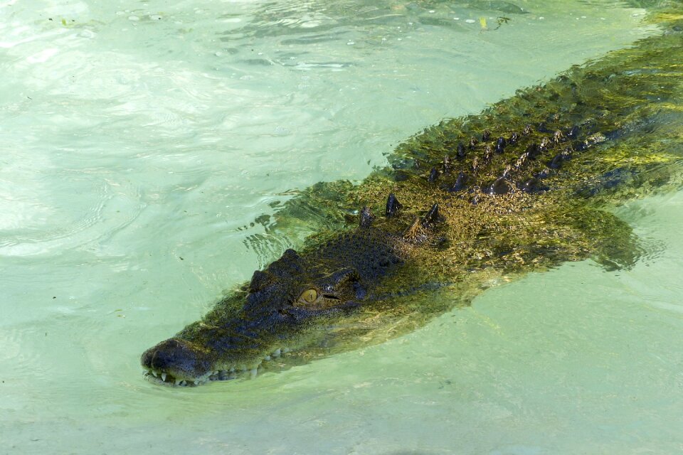 Water wildlife nature