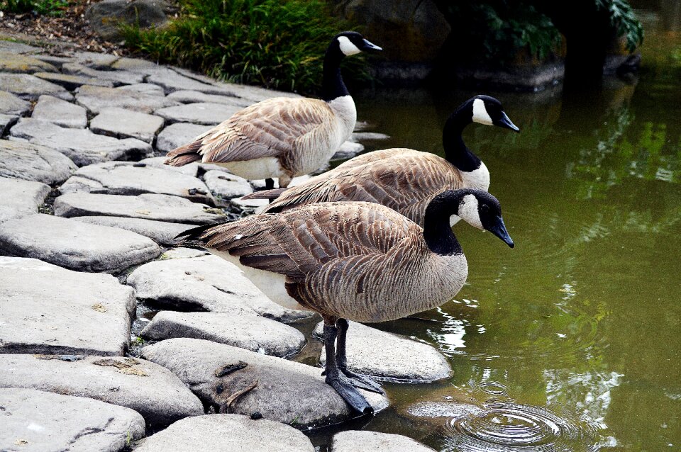 Botanical botanical garden goose