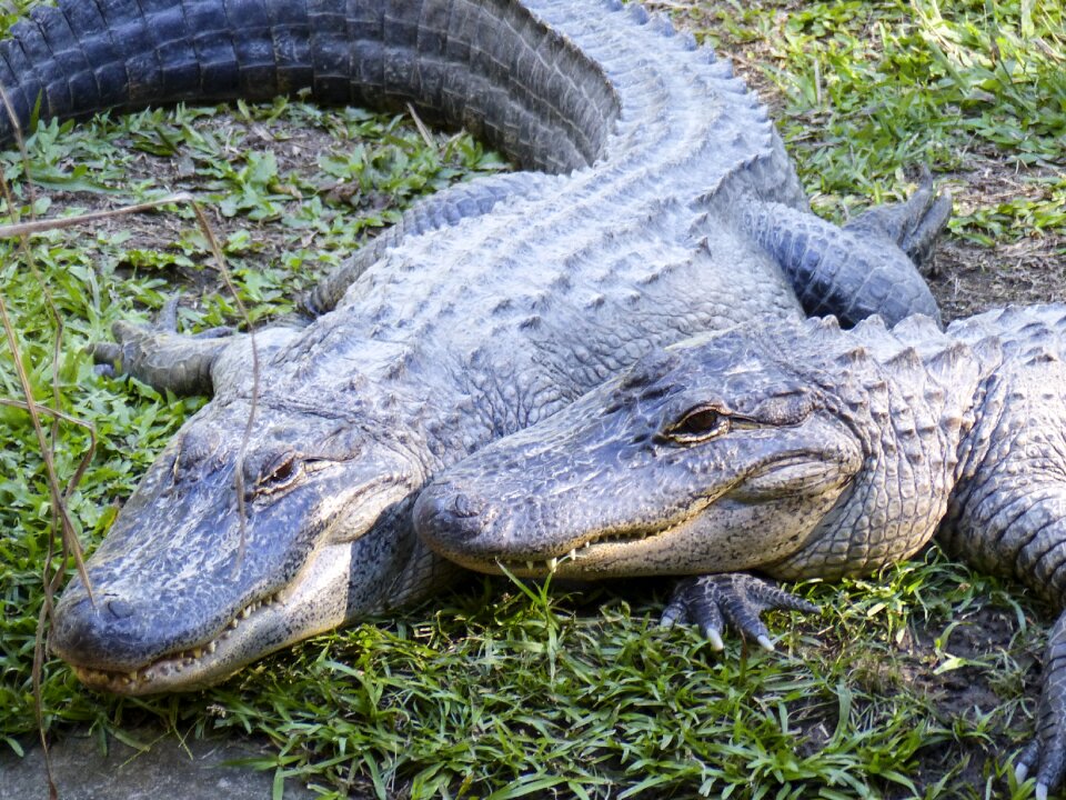 Wildlife nature animal