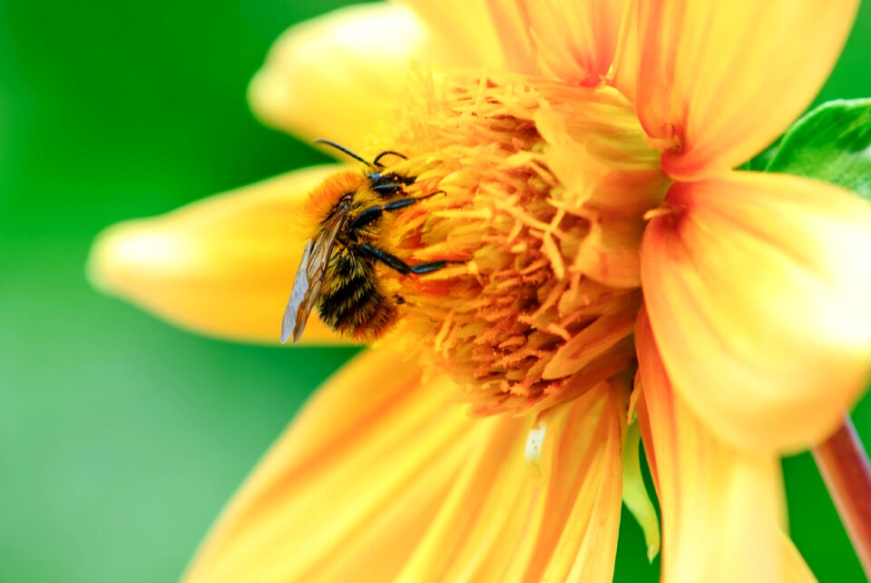Macro pollination flowers