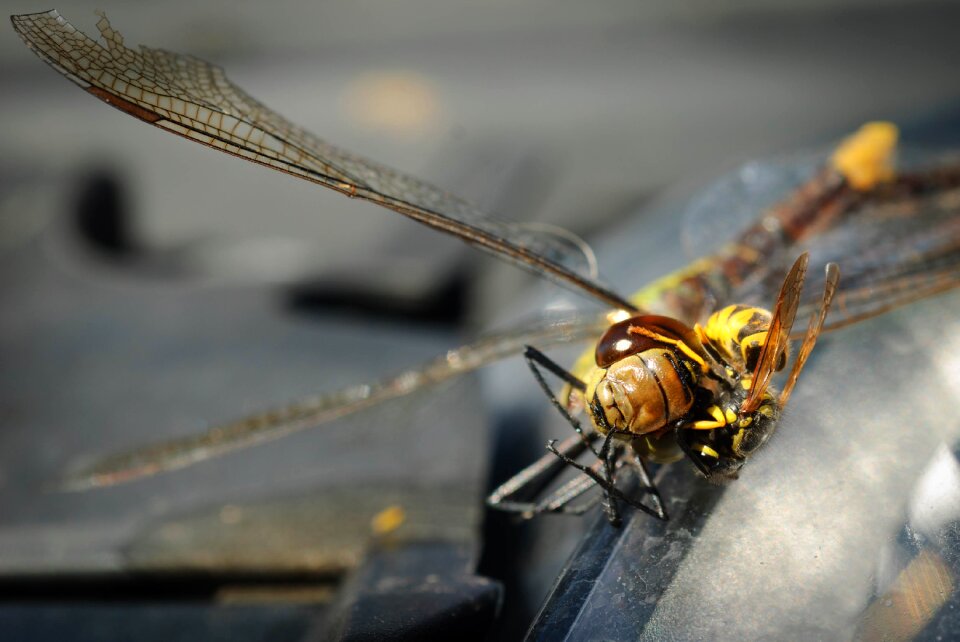 Close up insect macro