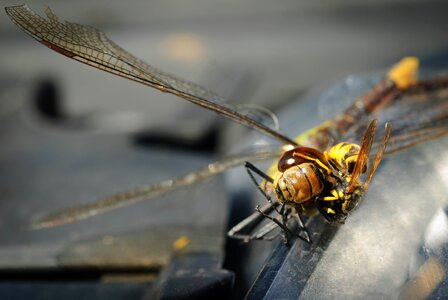 Close up insect macro photo