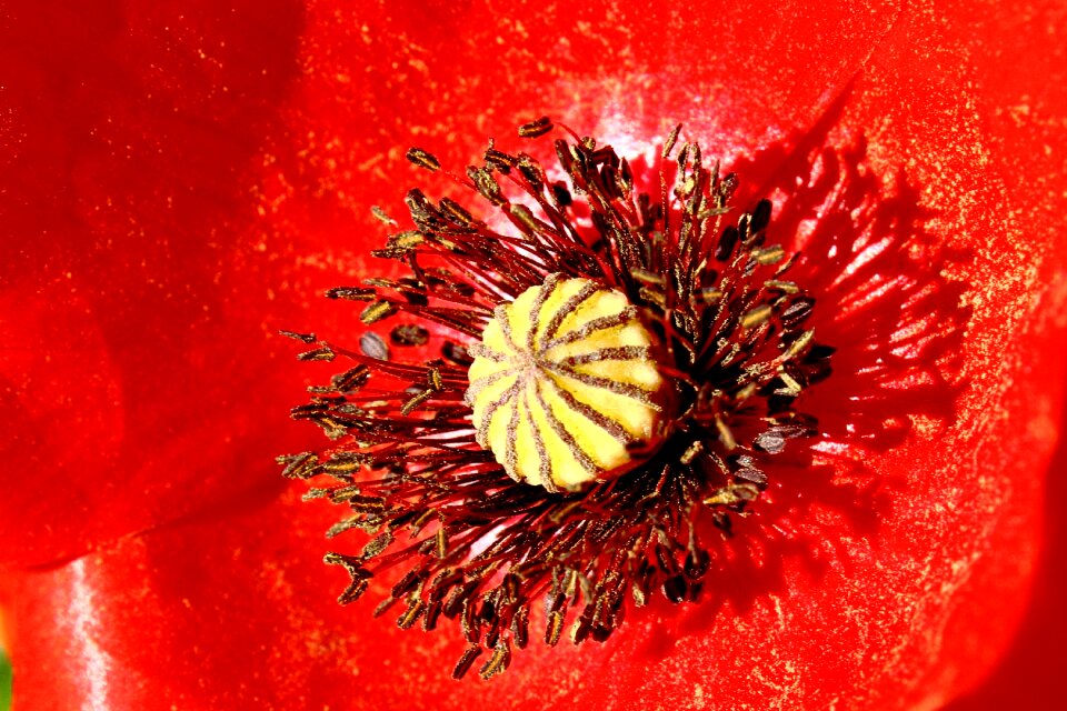 Close up macro pollen