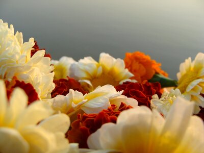 Flowers nature