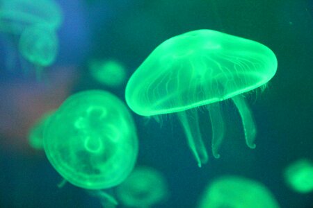 Sea creatures biology fluorescent photo