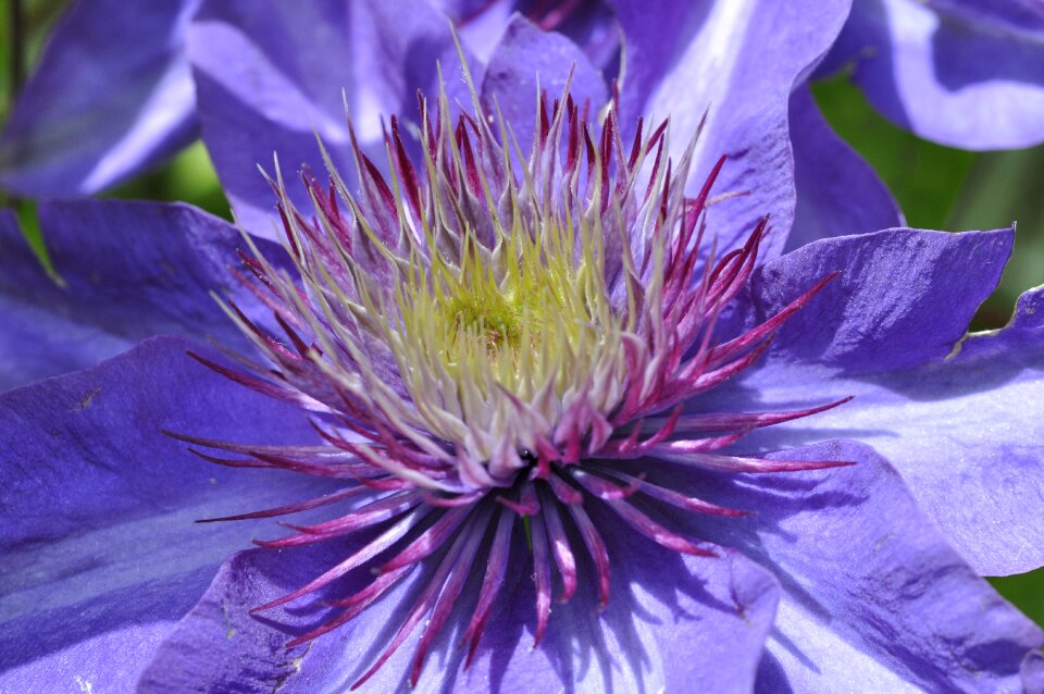 Climber plant garden plant garden photo