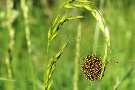Cobweb spider nest nest