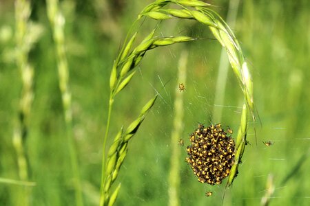 Cobweb spider nest nest photo