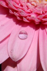 Water pink nature photo