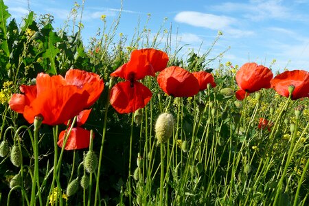 Klatschmohn red poppy poppy flower