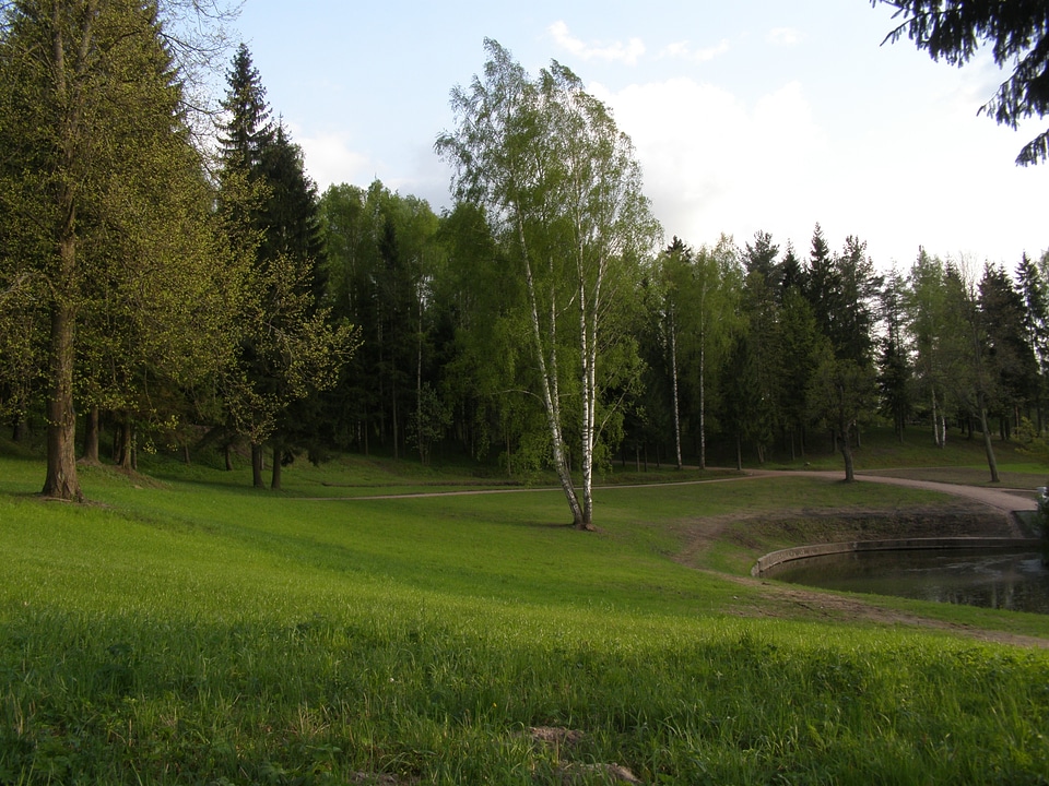 Forests foliage environment photo