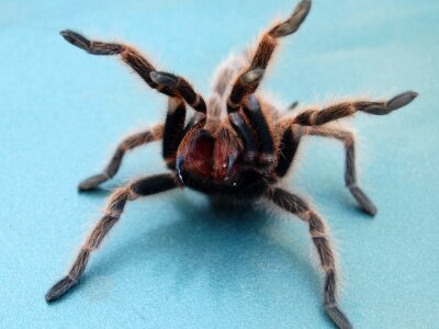 Fangs arachnid creepy photo