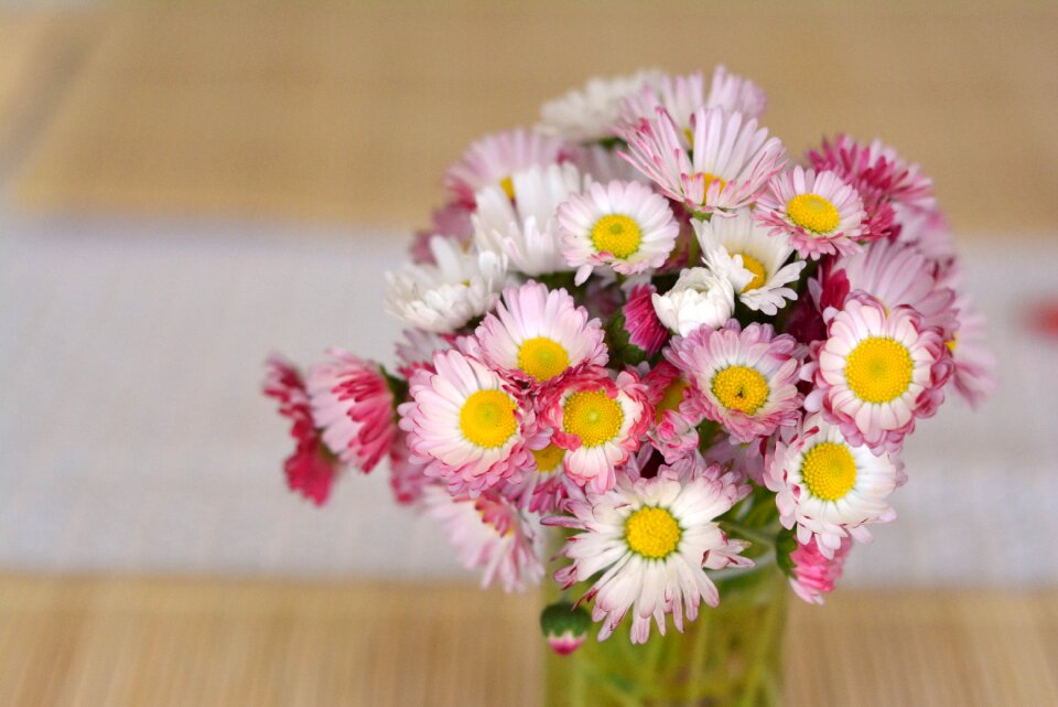 Decoration the delicacy daisy