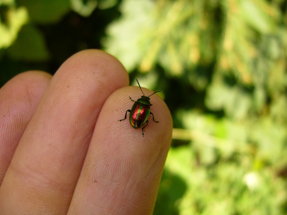 Leaf beetle chrysomelidae colorful