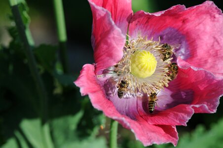 Beekeeper insect nature