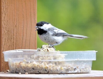 Songbird birdwatching avian