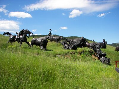 South dakota bison meadow photo