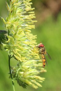 Insect macro summer photo