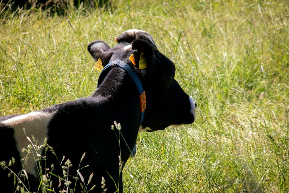 Livestock cattle pasture
