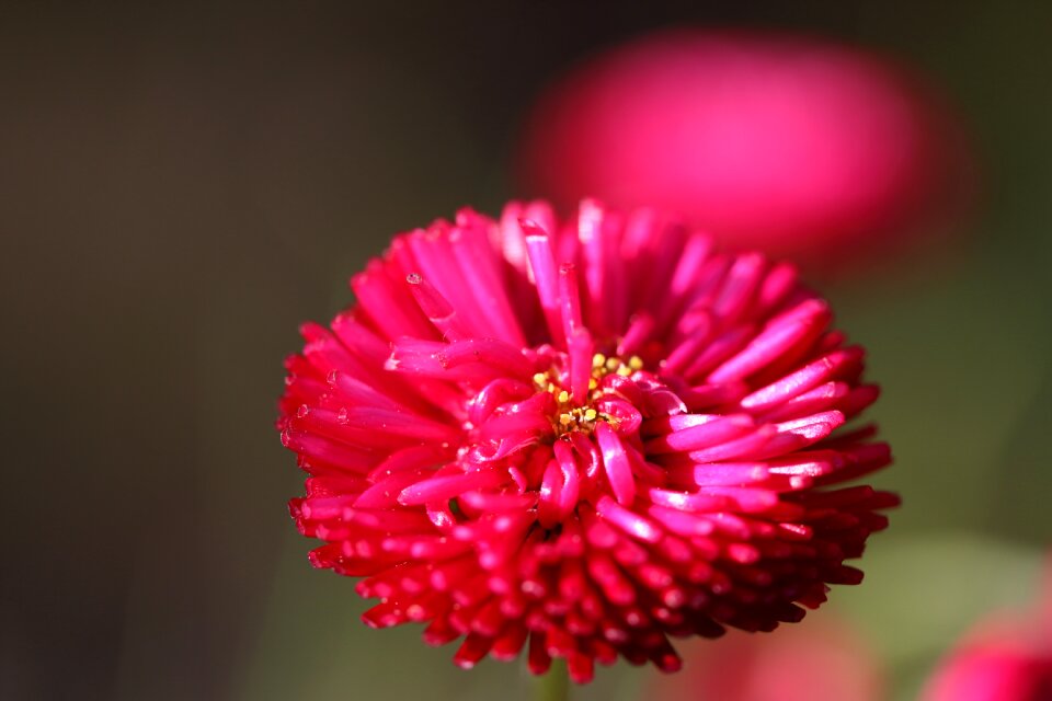 Flowers summer garden photo