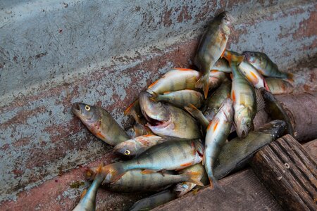 Fishing boat perca fluviatilis fang photo