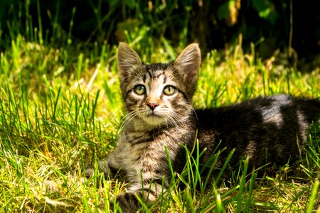 Kitten animals striped photo