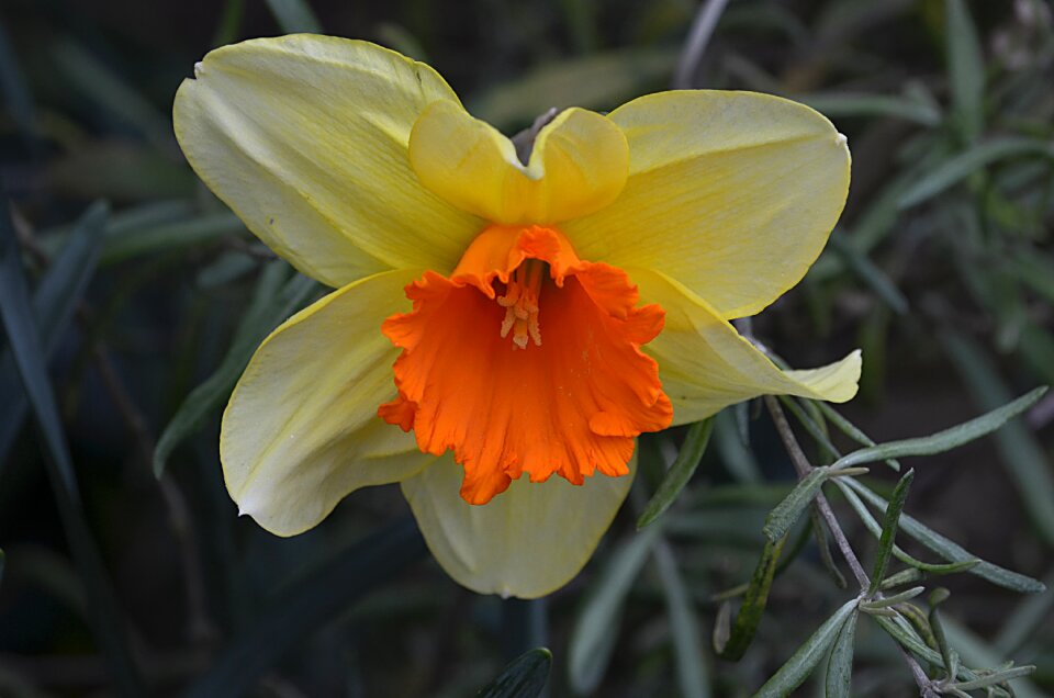 Nature spring petal