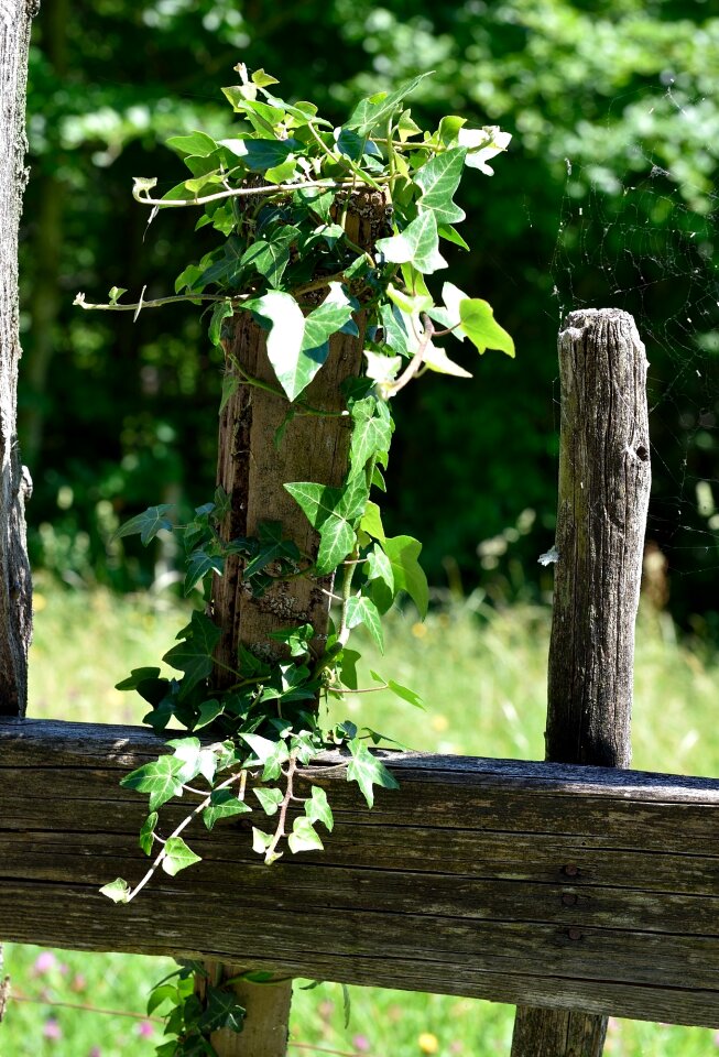 Old ivy plant