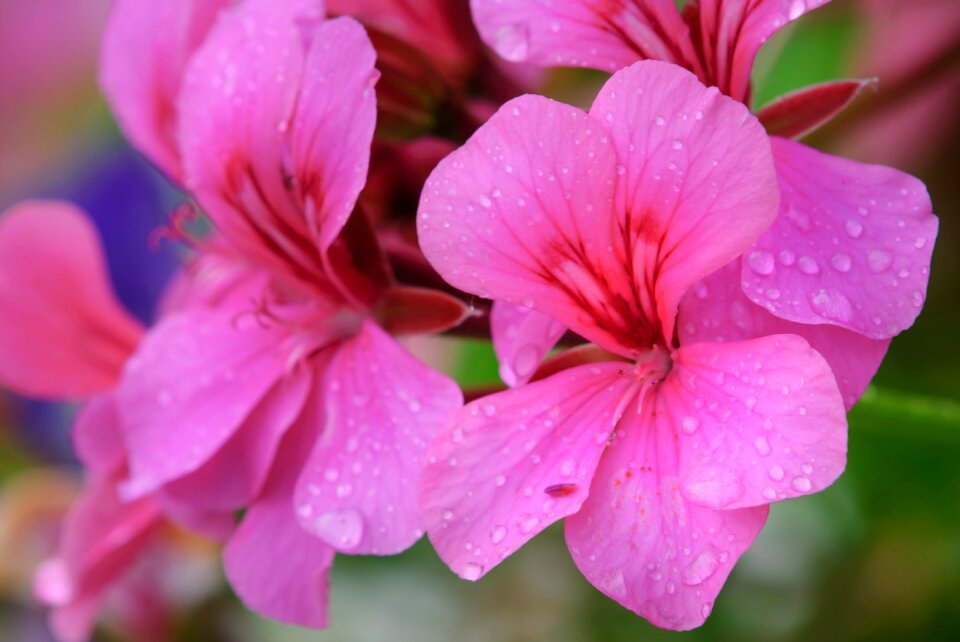 Blossom bloom pink flower