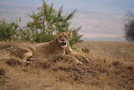 Leone ngorongoro safari photo