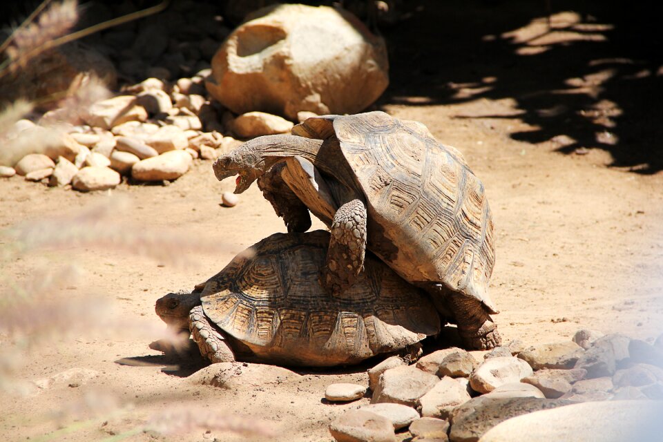 Reproduction africa tortoise