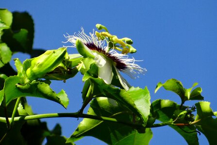 Passionfruit passiflora edulis vine