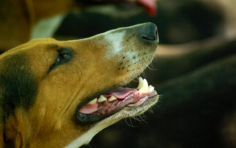 Hunting dog crocs hunting