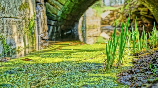 Nature plant landscape