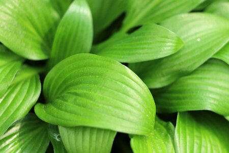 Green herbal natural