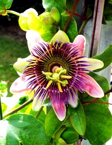 Nature plant blossom